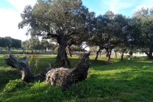 Alma Ultreia – Escuela de Yoga y Meditación