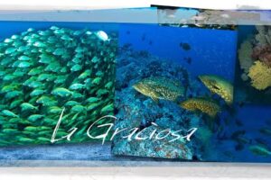 Buceo La Graciosa Divers (Lanzarote)