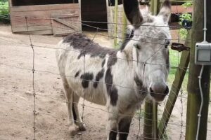Escuela de equitación Belelle
