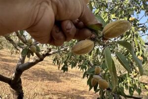 Finca la pertusa-matagatos