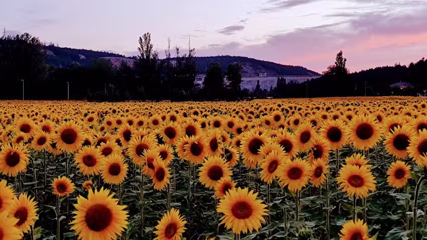 Noe Natur Aguilar ECOTIENDA BIOCENTRO