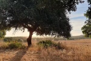 Yoga con María | Sotogrande