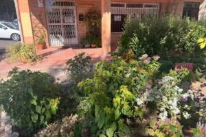 Yoga Iyengar Abhyasa